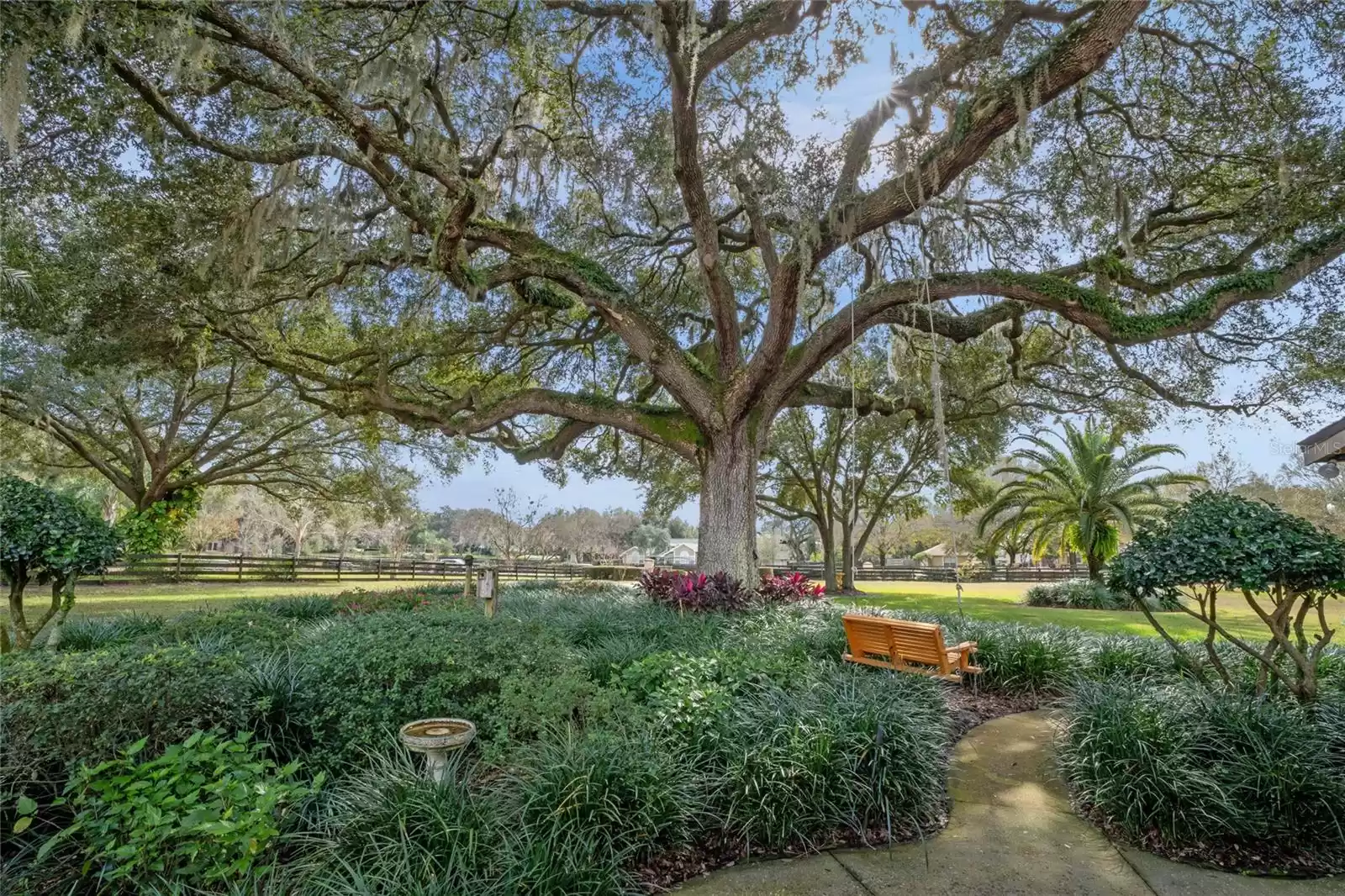 100 Plus Oak Tree with Swing, Bird House, and Bird Cage