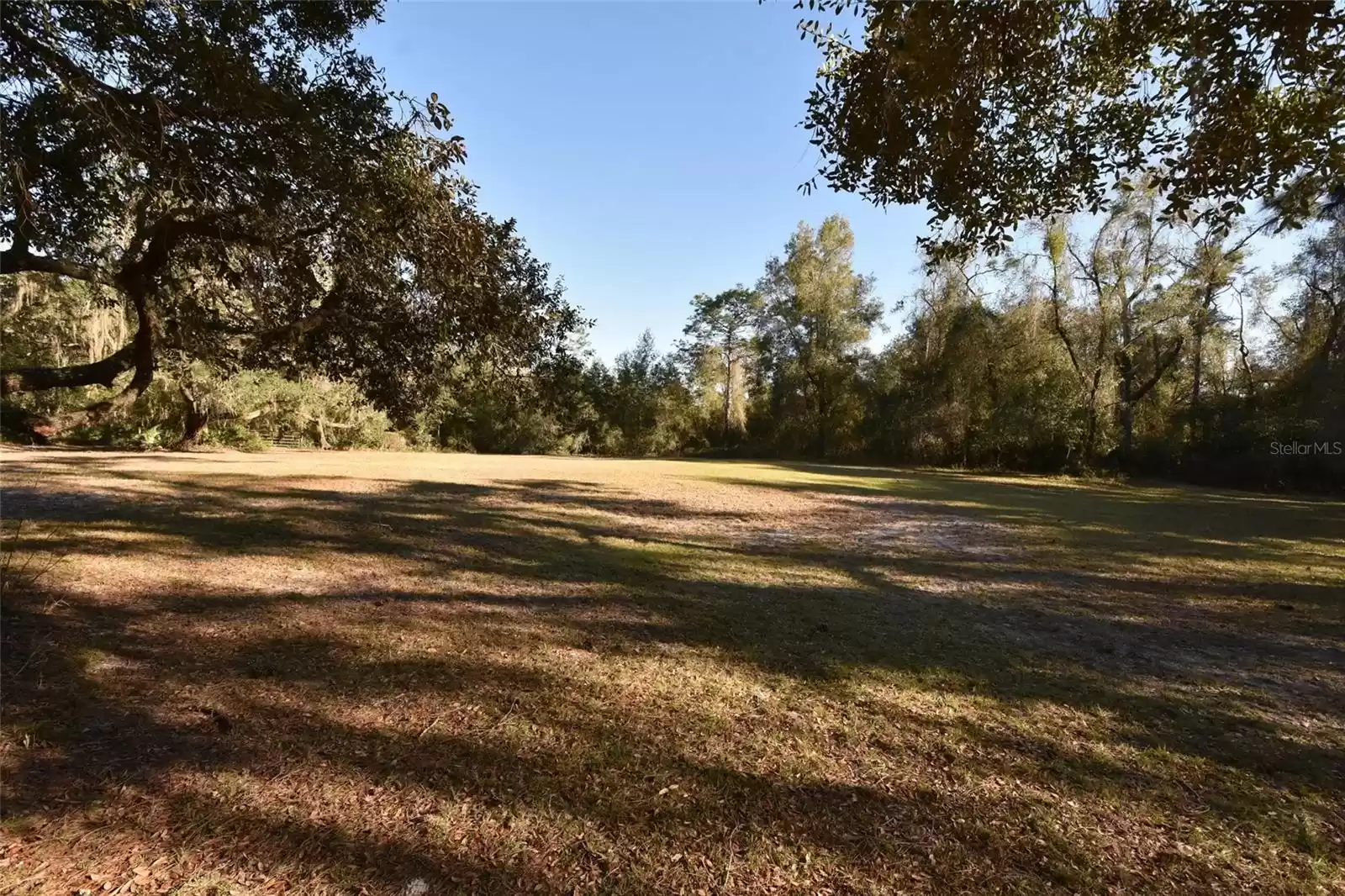 Back Yard from house