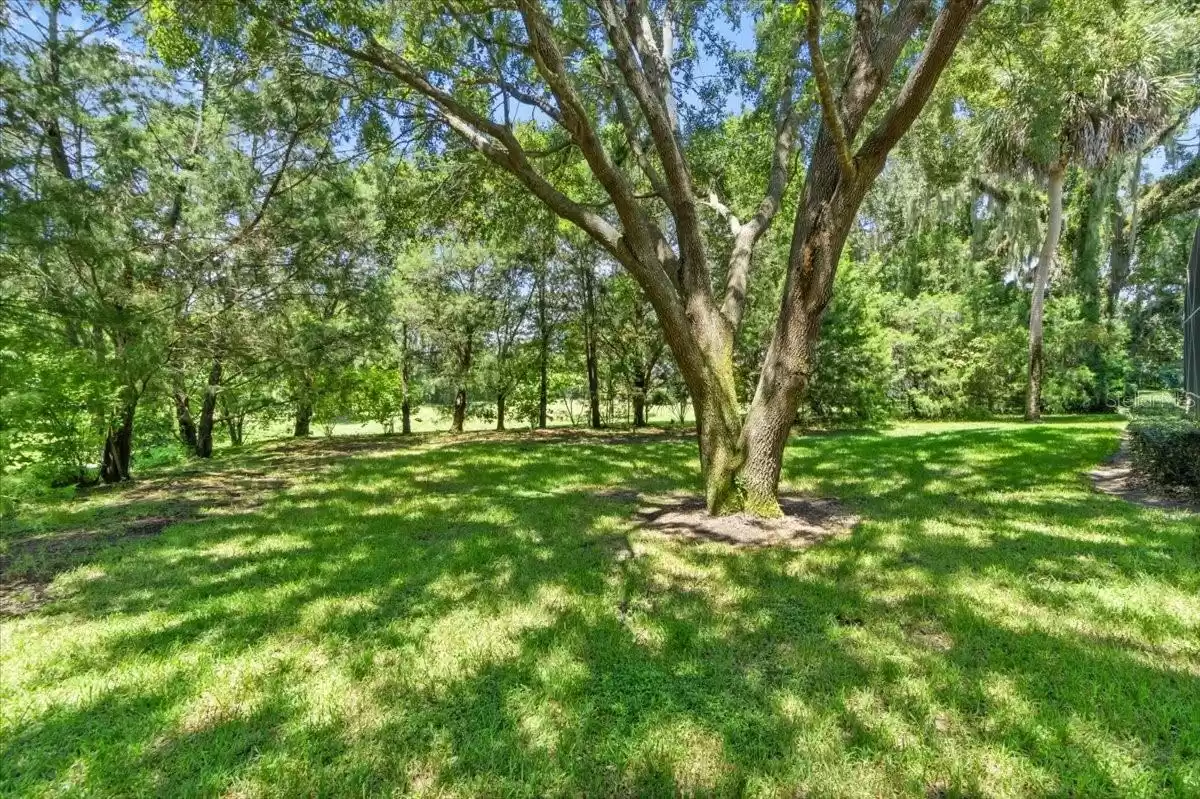 Shade Tree views