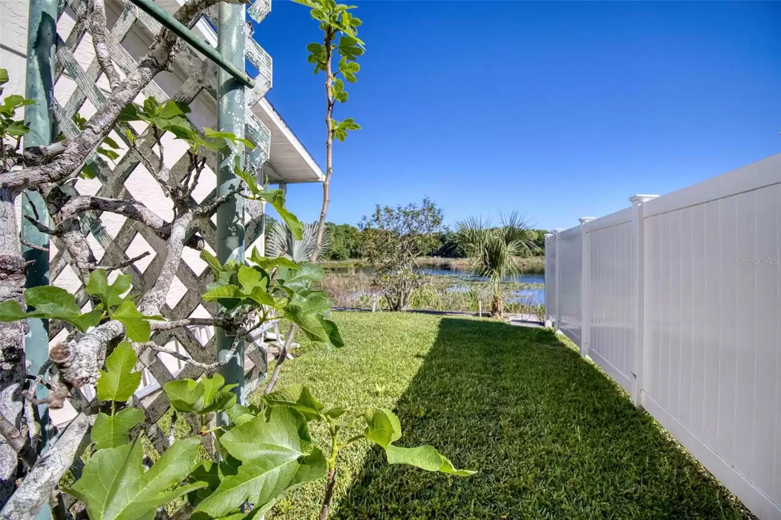 Side yard with fig tree