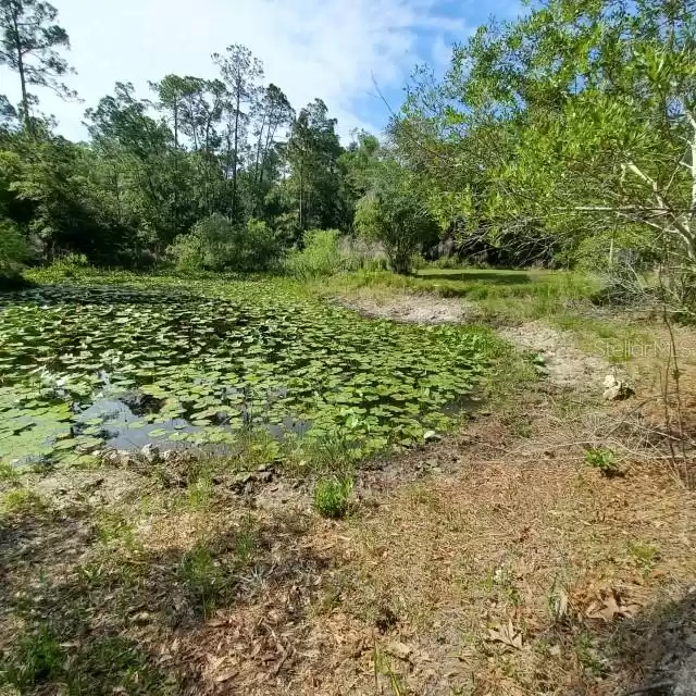 SMALL POND