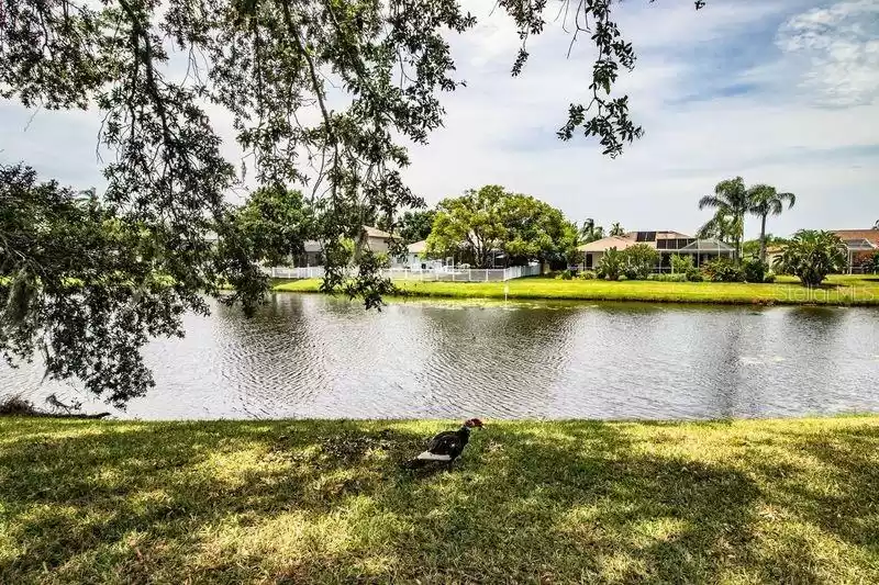 Incredible Pond Views!