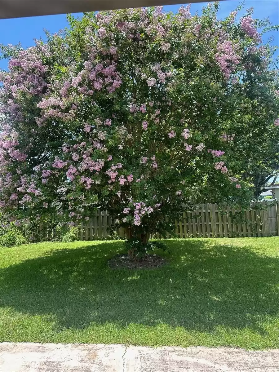 Tree in full bloom directly behind the unit