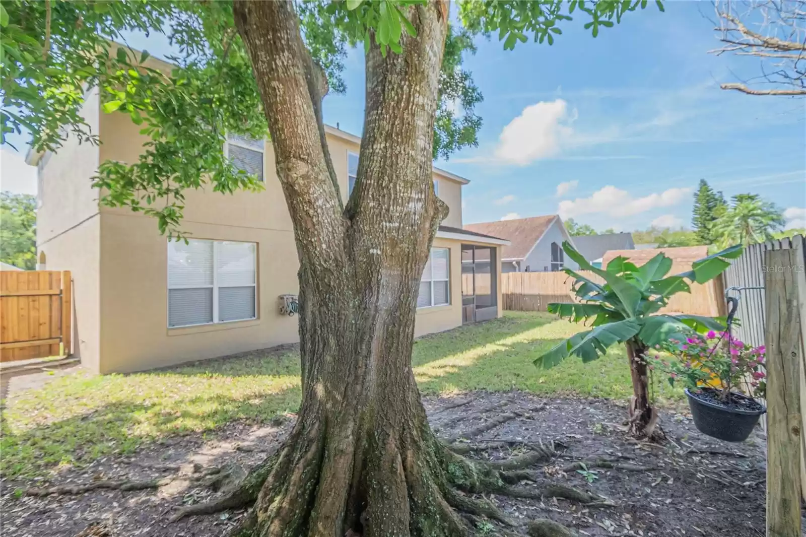 Large Shade Tree in the Back Yard