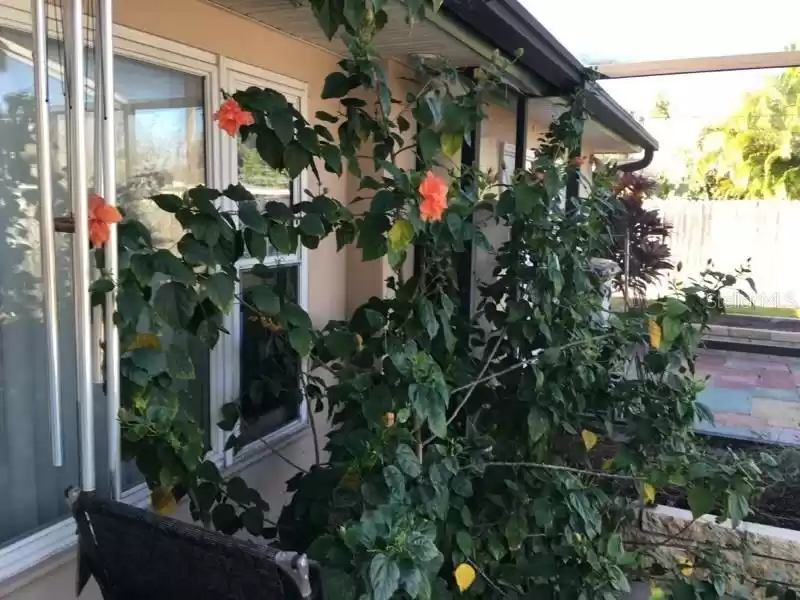 Beautiful flowers back by pool area. (Trimming has been done since photos were taken.)