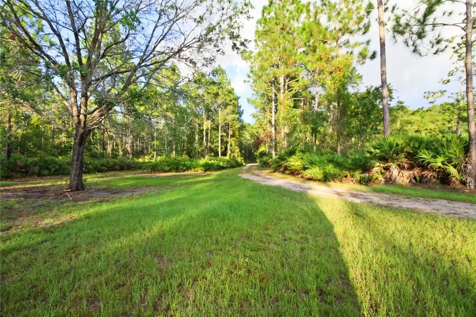 Driveway to the Home