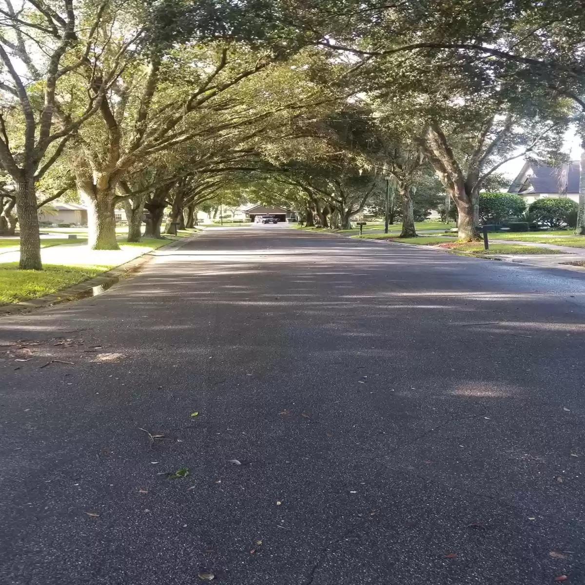 BEAUTIFUL SHADED STREET