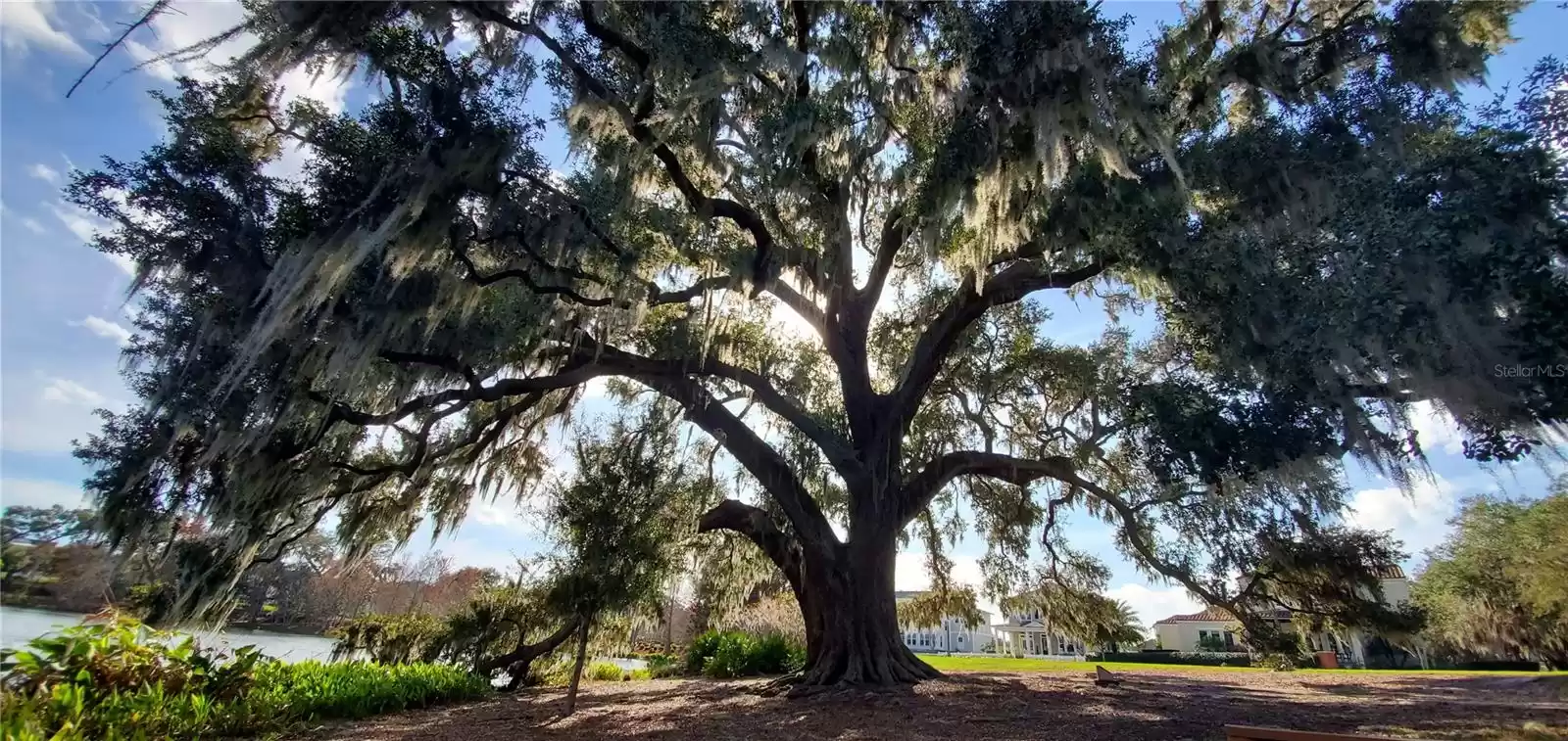 Tree at Lake Brim beside the West Orange Trail and the center of the Community