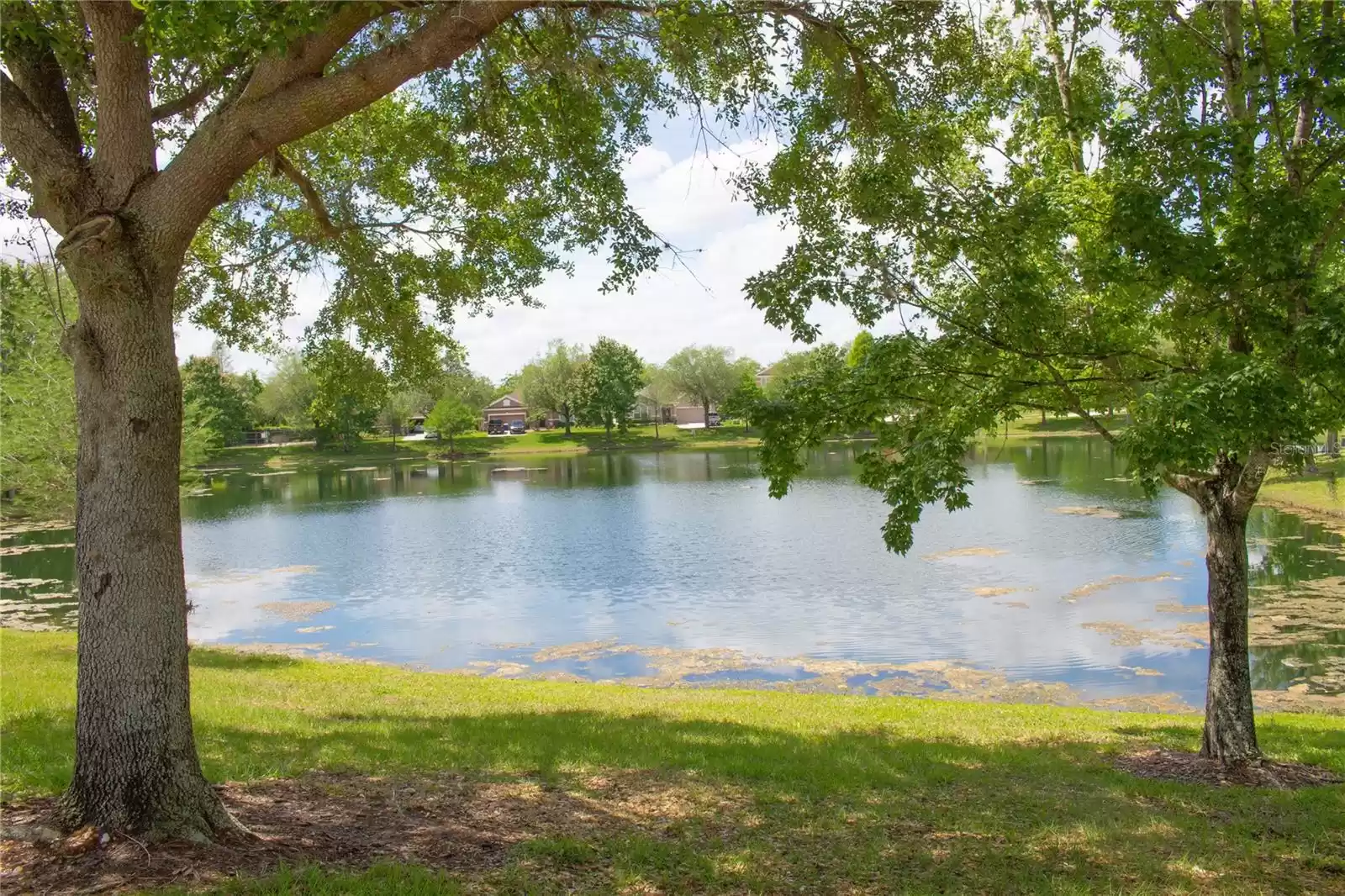 Community green area and pond