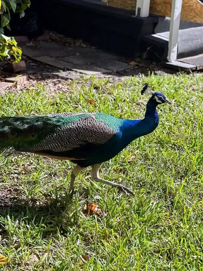 Peacock