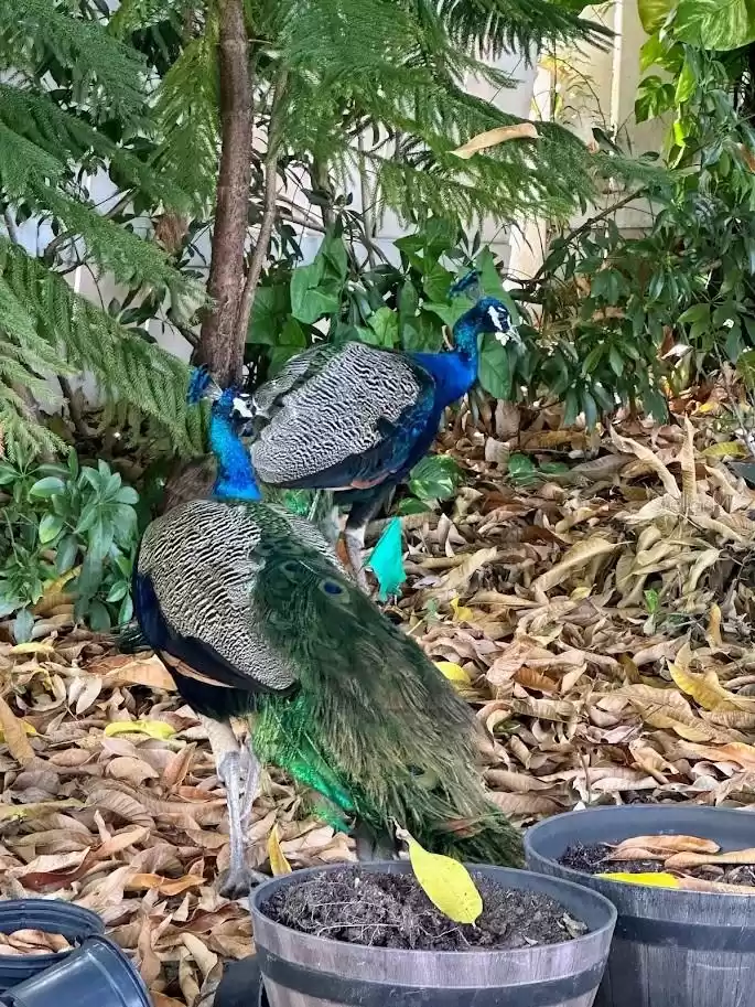 Peacocks